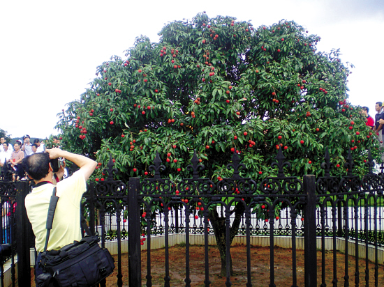 5万元!荔枝"中华红"一槌出"天价"