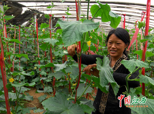 樂平菜農訂單種菜 蔬菜遠銷臺灣和東南亞(圖)