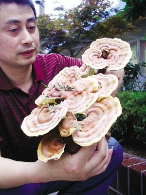 五彩大灵芝_新闻中心_新浪网