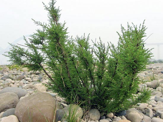 湖北发现大片濒临灭绝植物疏花水柏枝图