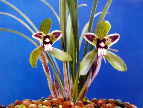 浙江省省树省花评选揭晓樟树兰花摘得桂冠