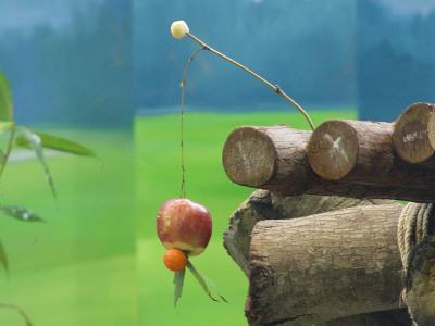 团团圆圆过元宵节 捧红萝卜汤圆苹果灯笼大快朵颐