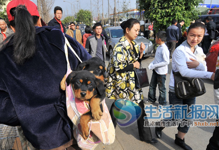 昆明小板桥狗市场图片