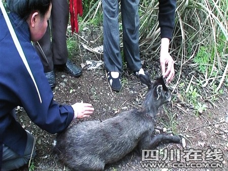 一跳3米高 青城山蹦出毛冠鹿