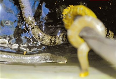 本报记者朱嘉磊摄本报讯(记者张巍华)"救命啊,有蛇",昨天上午,密云县