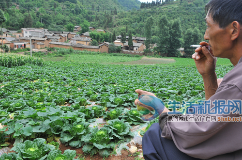 一毛钱一斤都卖不掉 嵩明300吨白菜快烂掉