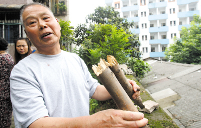 野猪大闹鱼洞城 咬伤两人遭棒杀