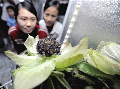 昨天,來自天山的五株雪蓮花在北京植物園熱帶展覽溫室內盛開,引得眾多