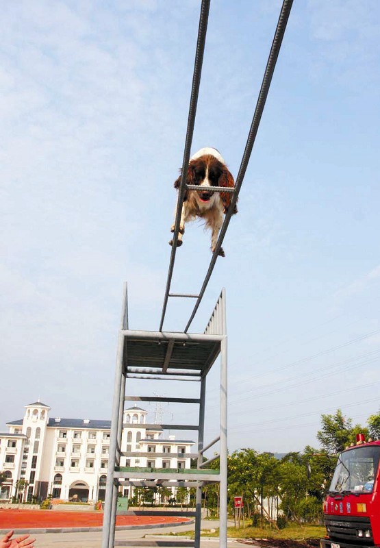 钻火圈 走钢丝 难不倒消防犬