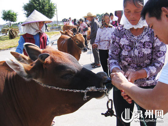 惠安:偷牛大盜兩個月偷20頭耕牛 警方舉行認贓大會 偷竊