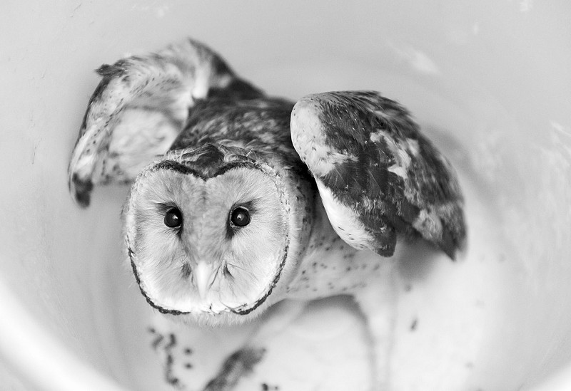 "怪鸟"长着一张猴脸