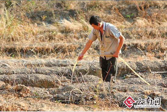 由於久旱缺水,地處山區的元陽縣俄扎鄉農田一片枯黃.