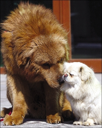 受训藏獒很"温柔"