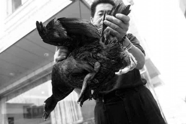 鸭子长三只脚很可能是基因变异所致,而引起变异的原因可能与饲料及鸭