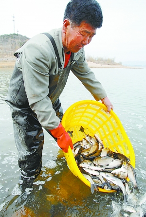 千萬尾魚淨化密雲水庫