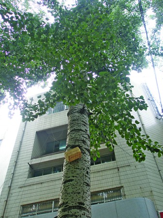 下午,在省城马鞍山路路旁,一只喜鹊幼鸟从杨树上摔落到人来人往的地面