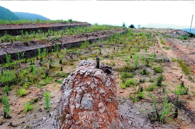 综述丨中拉绿色合作为全球气候治理作出“南方贡献”