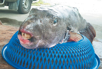 台东渔民捕获罕见鱼种满嘴獠牙长相怪异图