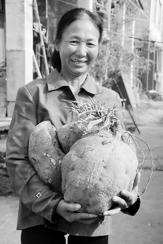 温岭番薯王重13公斤