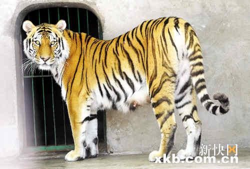 当日,江苏昆山亭林园动物园"四胞胎"东北虎幼崽首次与游客见面,憨态