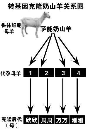 國內新聞 > 正文 1996年,克隆羊多莉的誕生,震驚了世界——大家