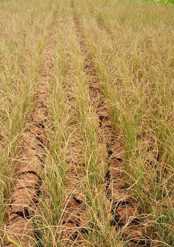 小沙邑村水稻受旱