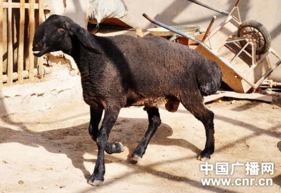 阿瓦提的天价"刀郎羊":个别已突破千万元大关