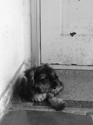 流浪狗堵门 八旬老太太胆战心惊不敢出门