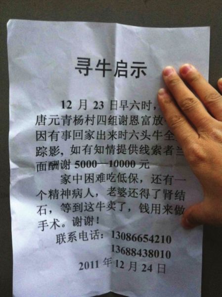 救急的6头牛不见了 男子悬赏万元寻找