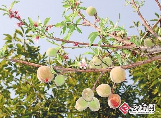 东川 一桃树一年5次开花结果