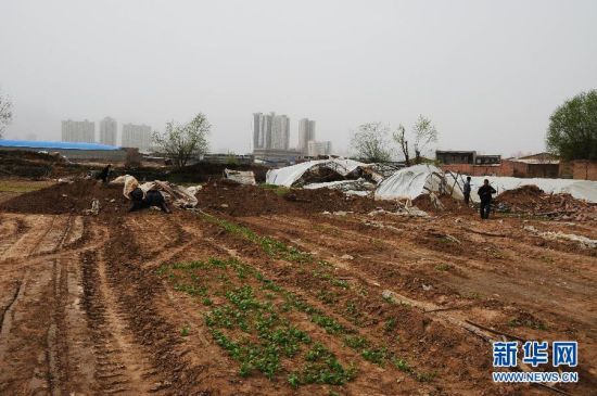 这是兰州市城关区雁北街道高滩村的一块菜地(4月11日摄.