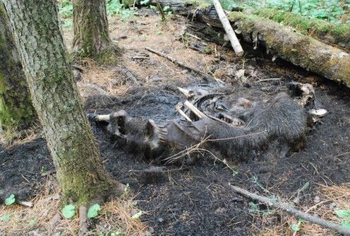 长白山5头熊遭毒杀取胆续:3名嫌犯被捕