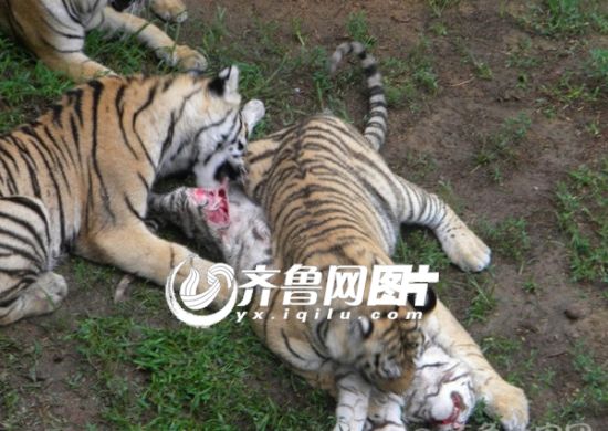 威海老虎咬死同伴续 园方发布声明回应网友两大质疑