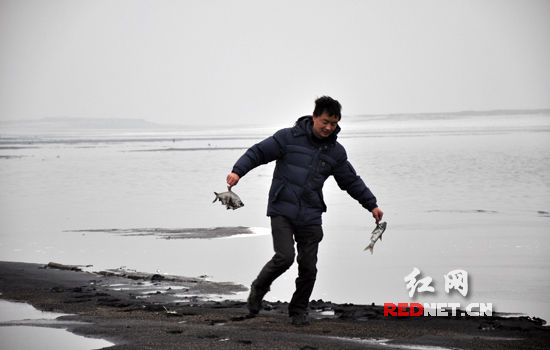 环保志愿者在湖床上捡到死鱼