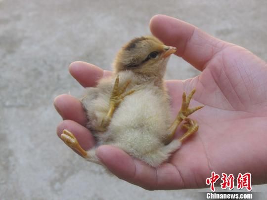 湖北现罕见4条腿小鸡专家称或因胚胎发育感染