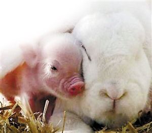 小猪爱上兔子整天腻腻歪歪