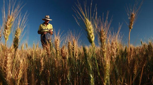 澳大利亚小麦种植区图片