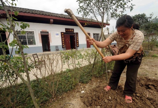 图文:青川县枣树村村民正在松土