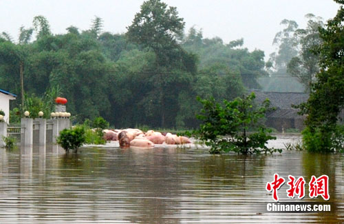 川渝遭暴雨袭击 重庆潼南部分乡镇变泽国(组图)