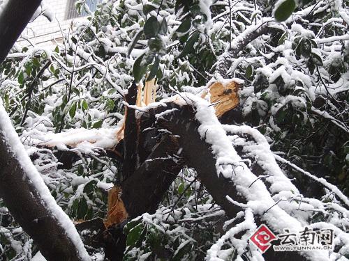 城區行道樹樹枝大多被壓斷