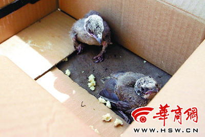 树上喜鹊叫喳喳两只"宝宝"坠地啦(图)