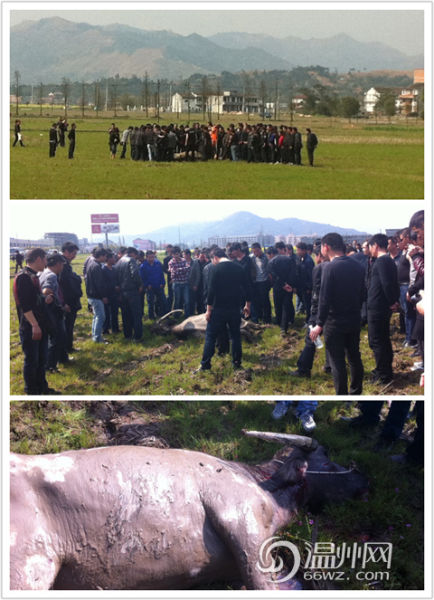 疯牛路上狂奔撞人 平阳特警五枪将其击毙(图)