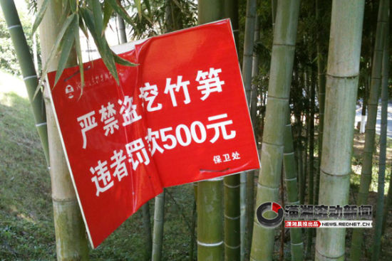 (湖南信息科學職業學院貼出告示,挖竹筍要罰款500元.