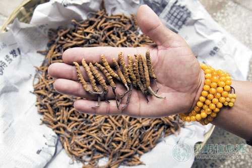 優質蟲草,蟲型飽滿而完整,藏民手中的這一小把,價值可達八百元.