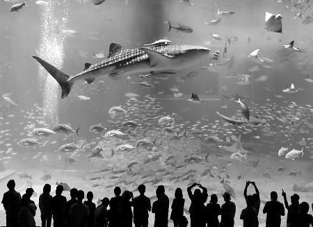 大鱼缸养了4条鲸鲨