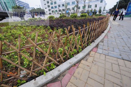 新建绿化带围起了竹篱笆
