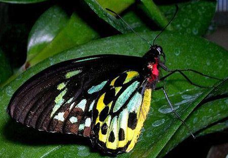 亚历山德拉凤蝶6,翡翠燕尾蝶它们主要生存在东南亚,有些被称为翡翠