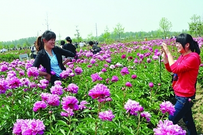 5日,2011中国芍药节在仪征开幕,到场的中国花卉协会芍药牡丹分会负责