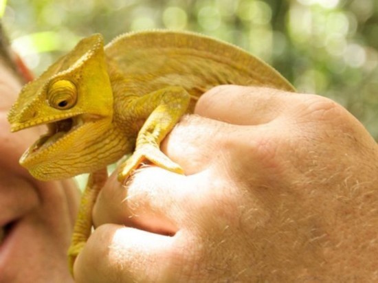 > 正文  子弹蚁是世界上最大的的蚂蚁,它的毒刺含有剧毒,并且毒液的