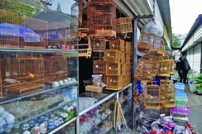 南京夫子庙花鸟市场图片